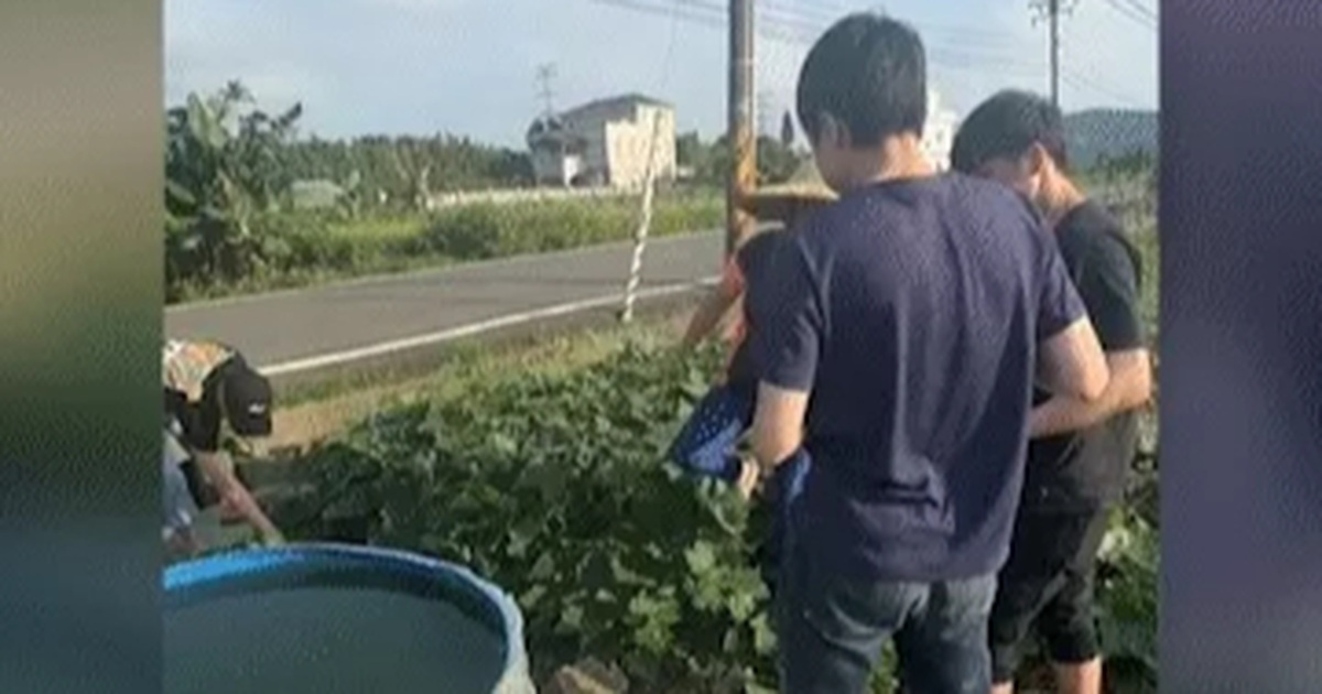 Nhóm lao động Việt xin rau của người phụ nữ Đài Loan, nhận phản ứng bất ngờ