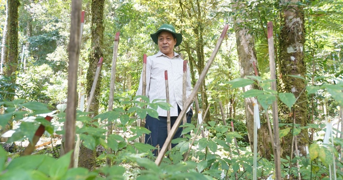 Việt Nam đã thu về hơn 50 triệu USD từ “hơi thở của rừng”