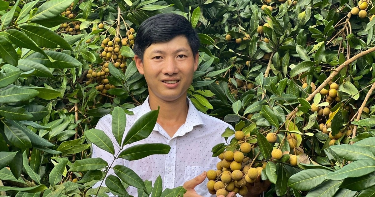 Tuyệt chiêu “bắt” nhãn ra quả trái vụ, chàng trai thu 2 tỷ đồng mỗi năm