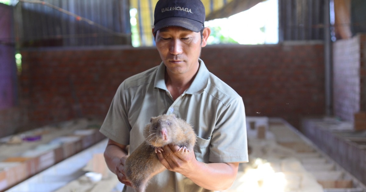 Trở thành ông chủ, thu hàng trăm triệu đồng mỗi năm nhờ con gặm nhấm