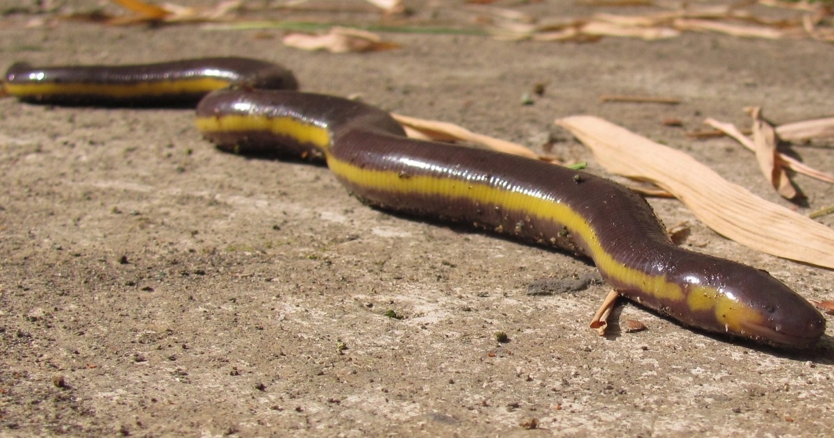 Ếch giun Koh Tao có vẻ ngoài khá giống ếch giun Nguyễn, nhưng kích thước lớn hơn (Ảnh: iNaturalist).