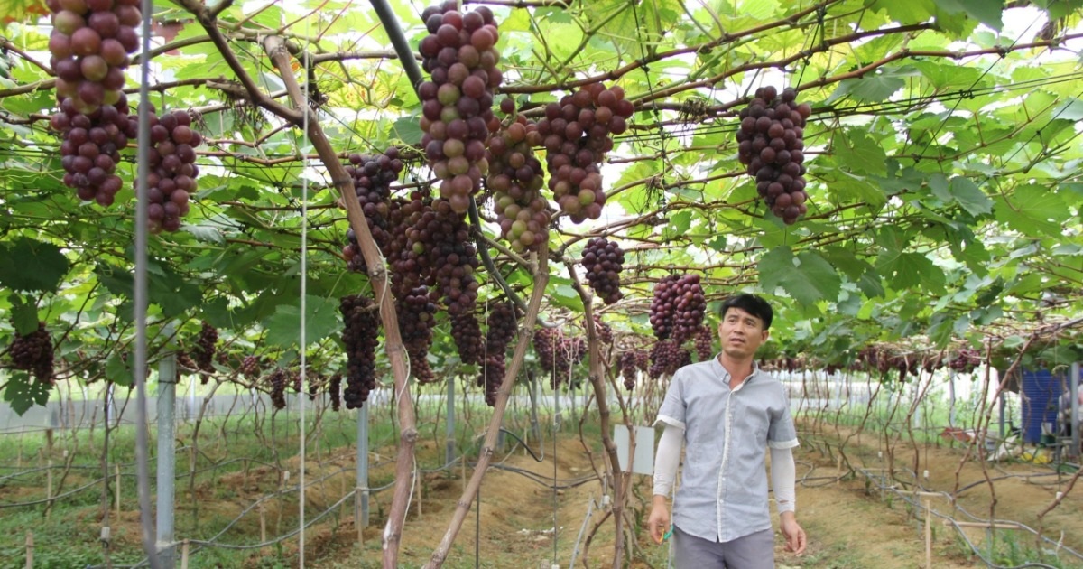 Những triệu phú trở về từ “trời Tây”